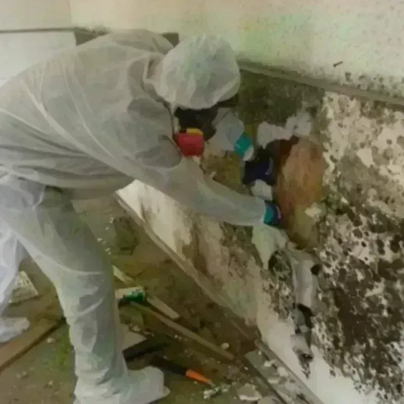 Mold Remediation and Removal in Santa Clara, CA